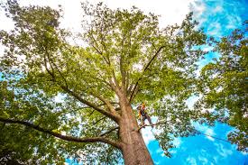 Reliable Wolf Lake, MI  Tree Services Solutions