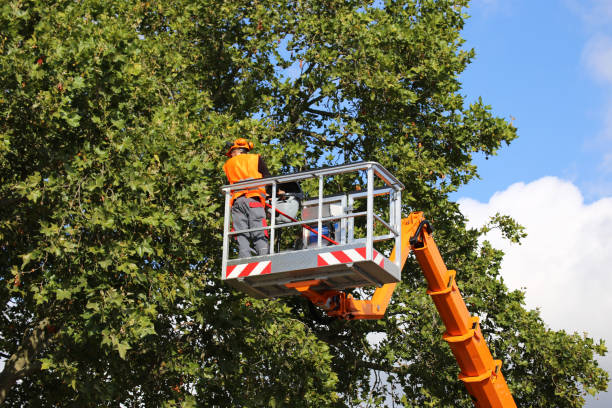 Tree and Shrub Care in Wolf Lake, MI